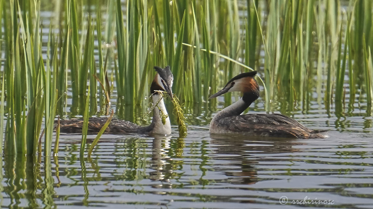 Great crested grebe