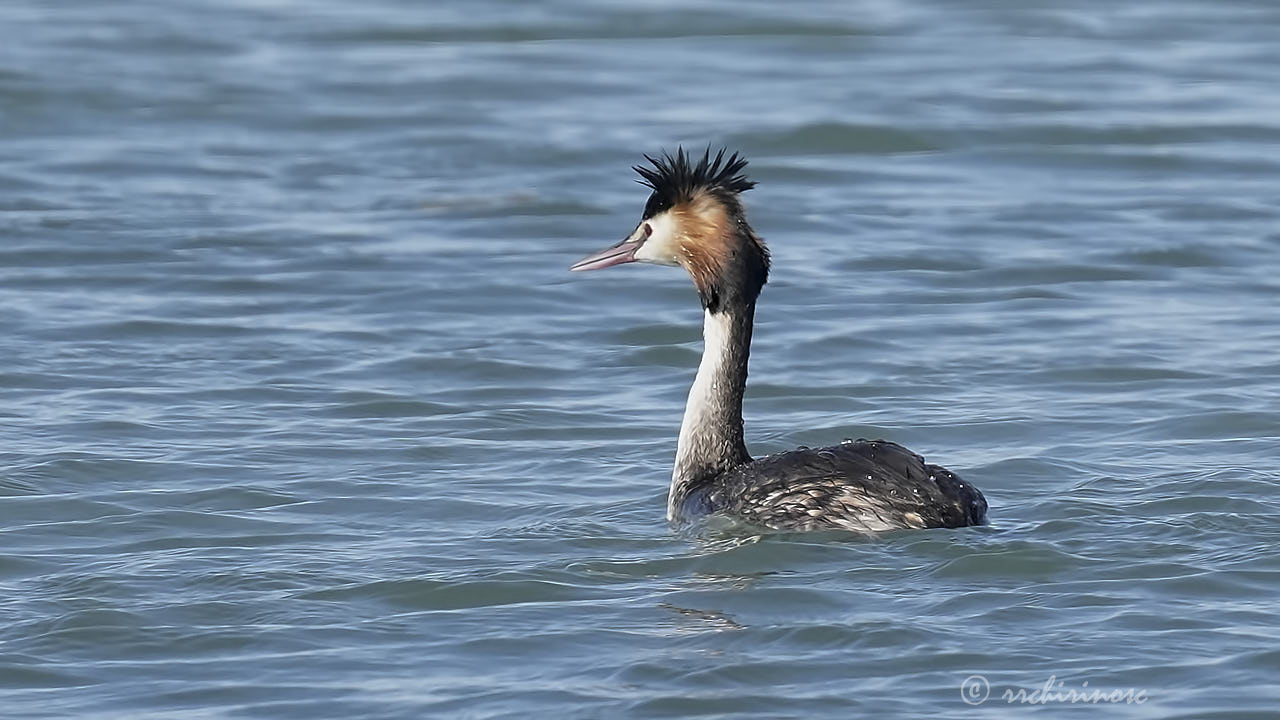 Great crested grebe