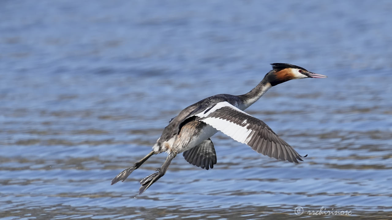 Great crested grebe