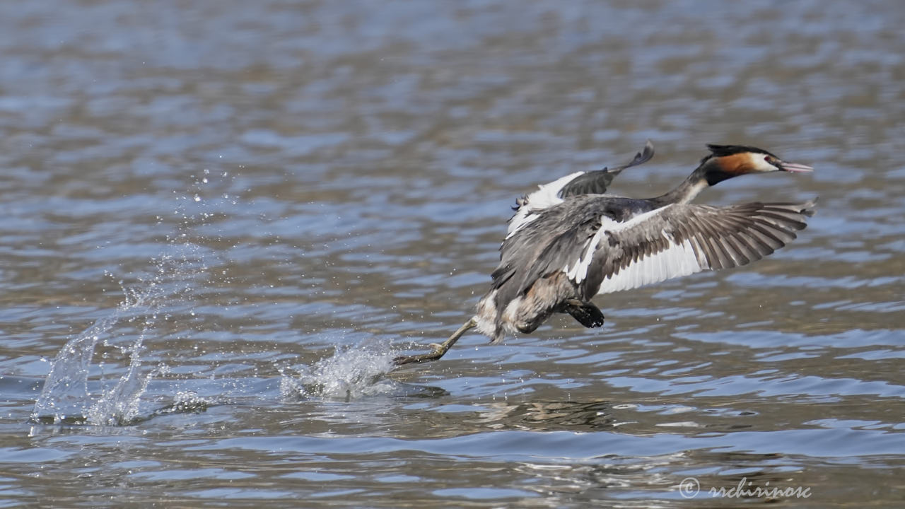 Great crested grebe