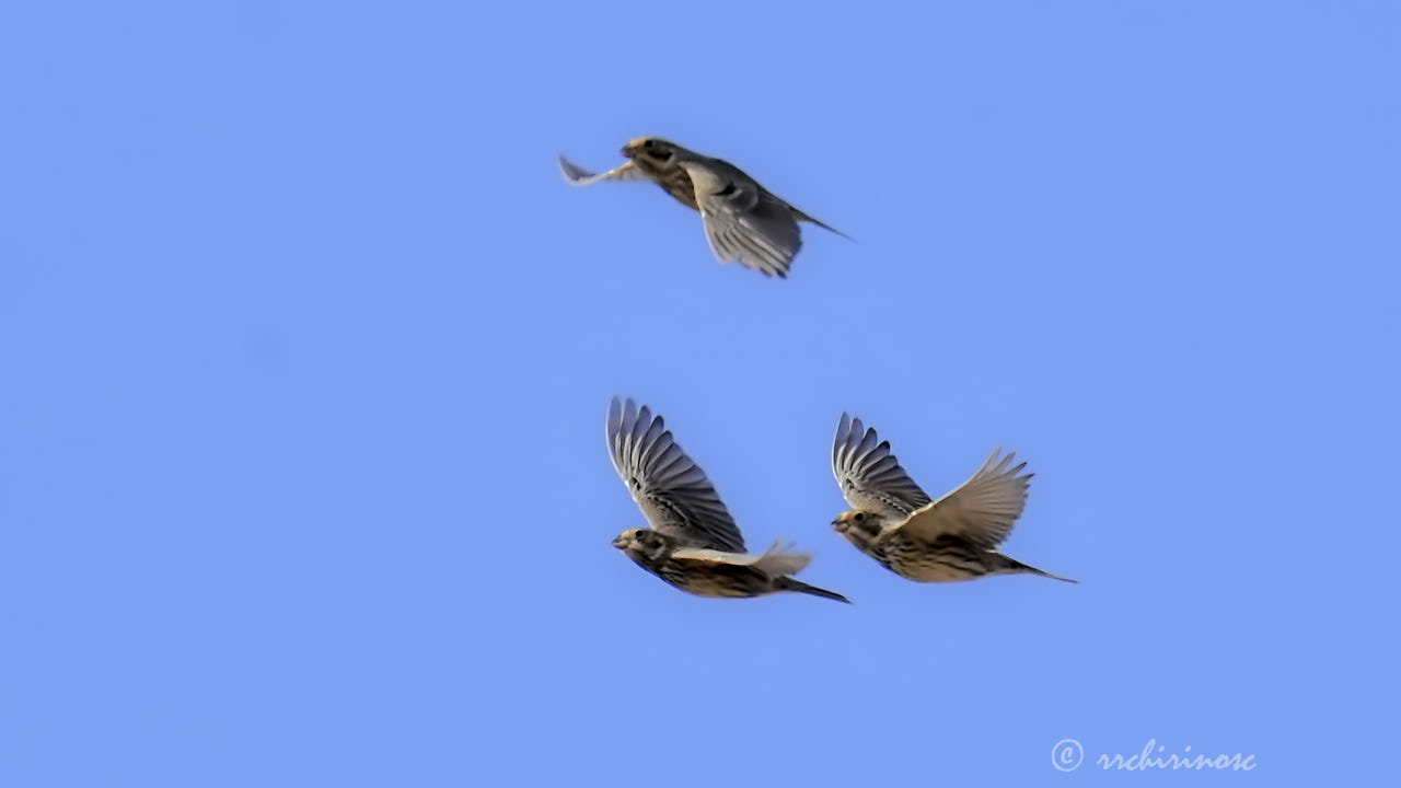 Corn bunting