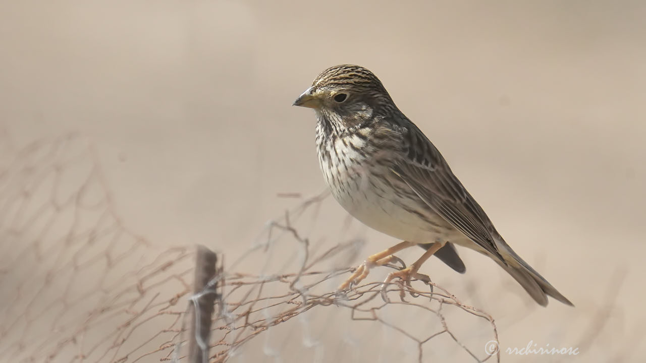 Corn bunting