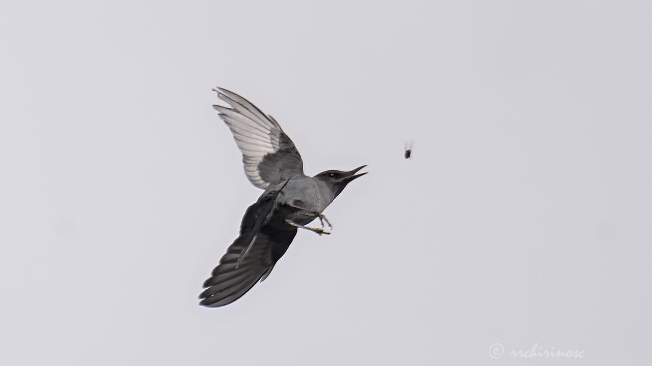 Blue rock-thrush