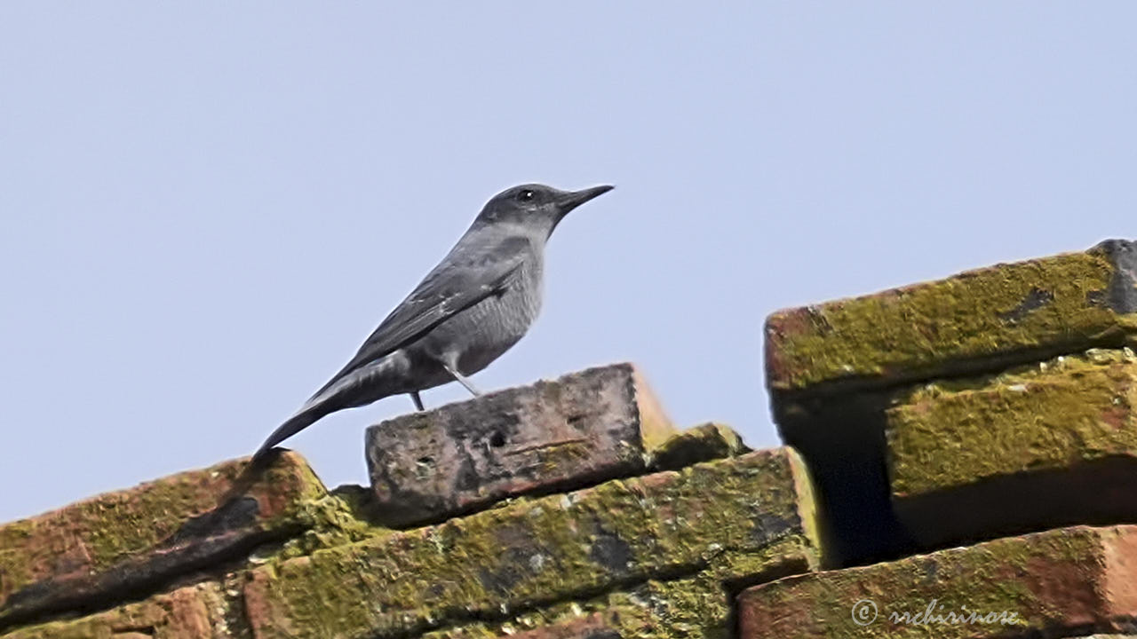 Blue rock-thrush
