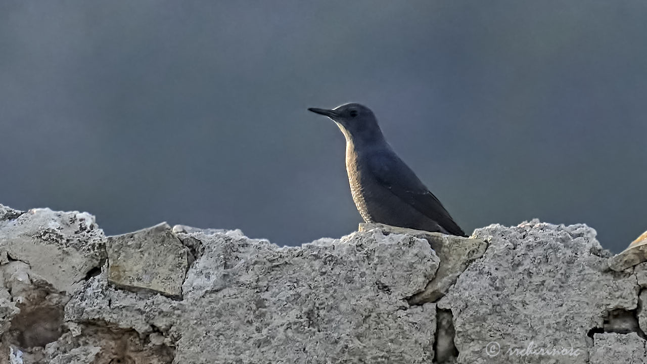 Blue rock-thrush