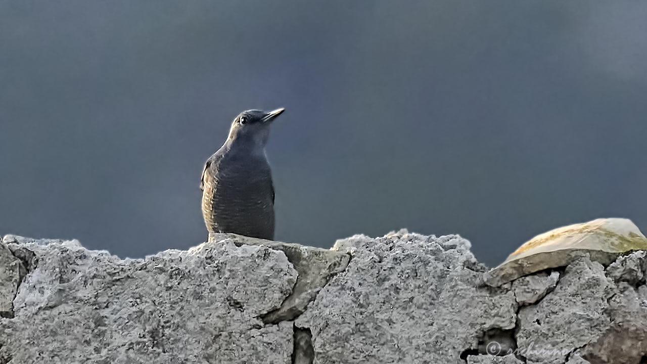 Blue rock-thrush