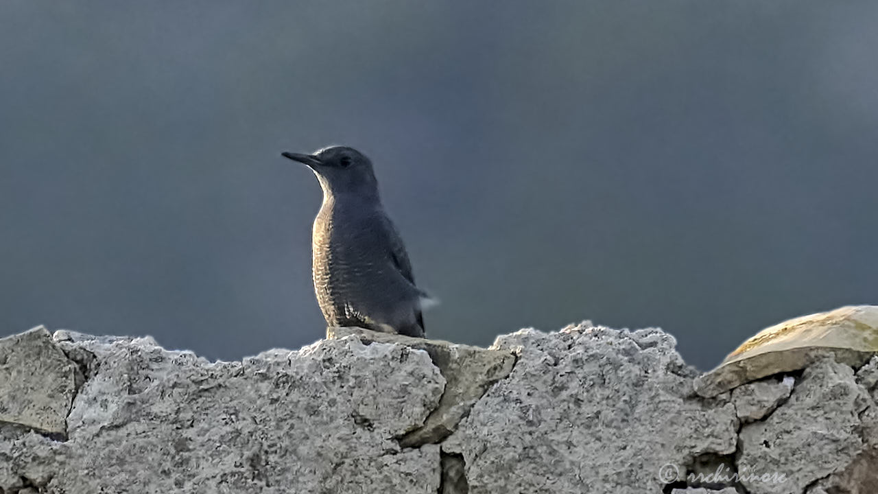 Blue rock-thrush