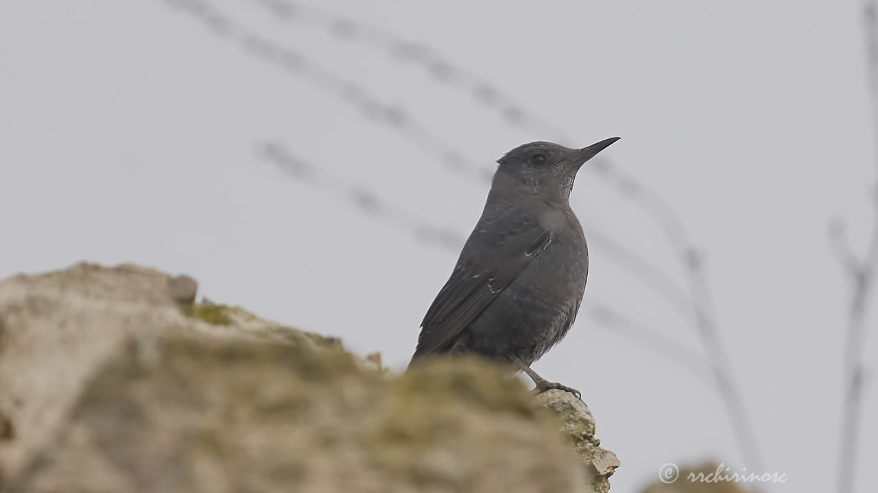 Blue rock-thrush