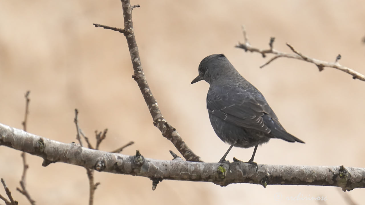 Blue rock-thrush