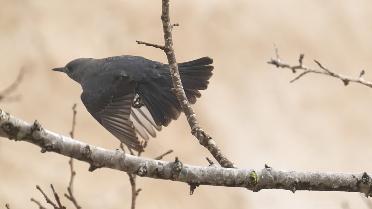 Blue rock-thrush