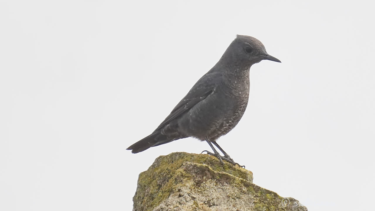 Blue rock-thrush