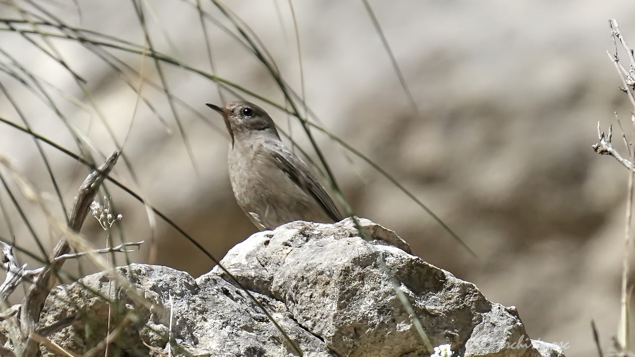 Blue rock-thrush