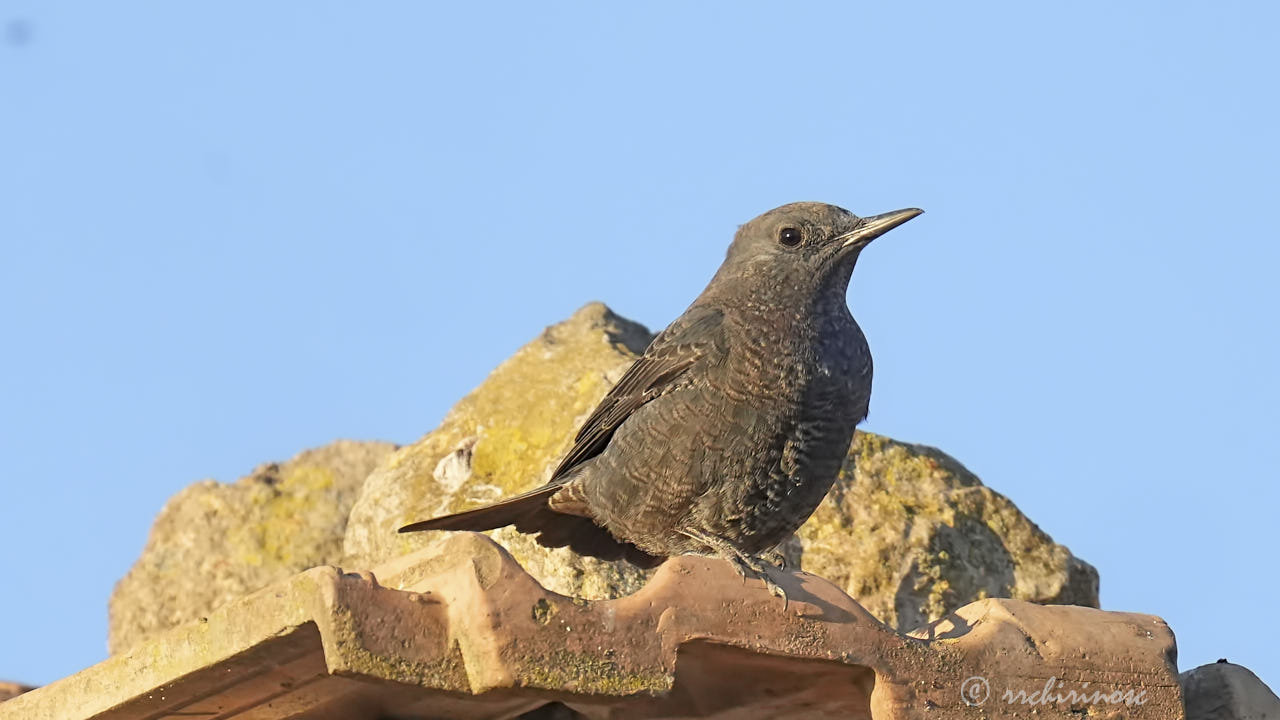 Blue rock-thrush