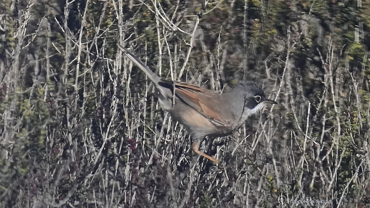 Spectacled warbler