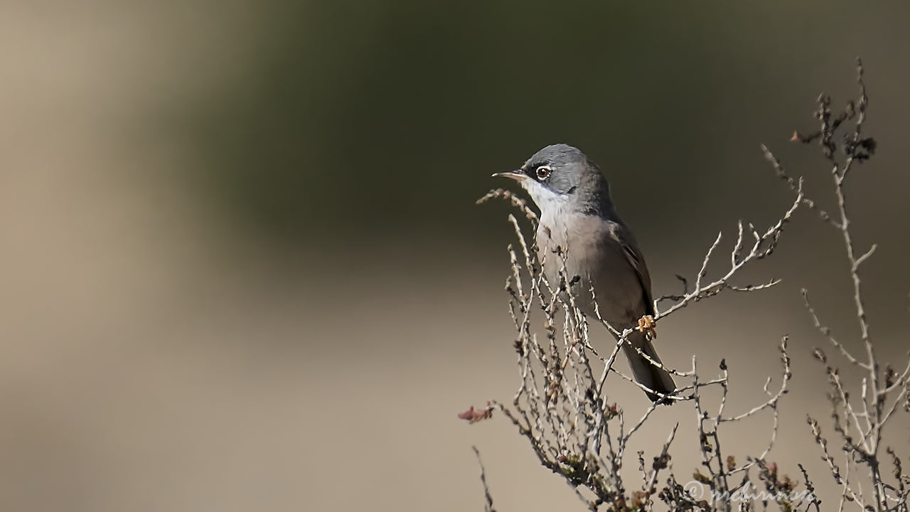 Spectacled warbler