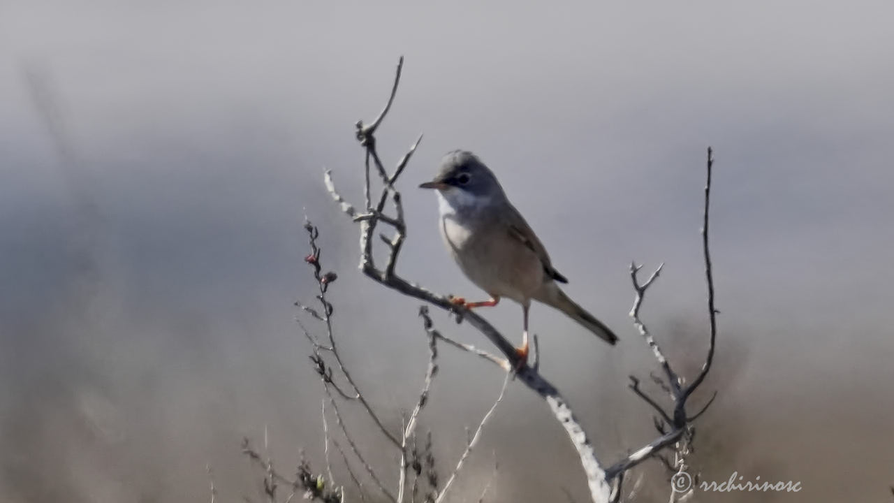 Spectacled warbler