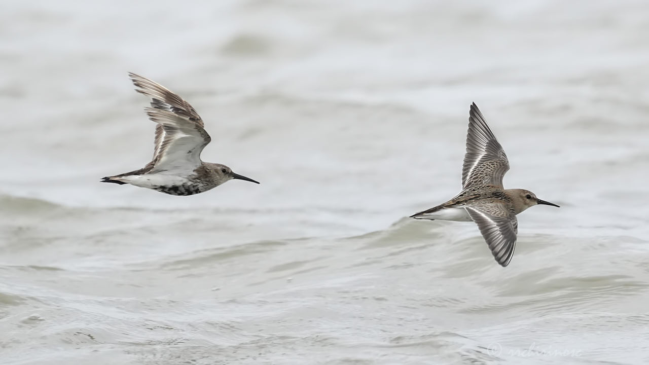 Little stint