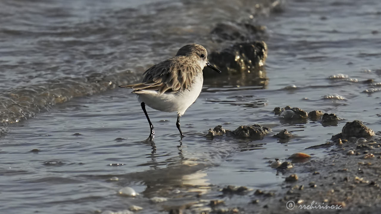 Little stint