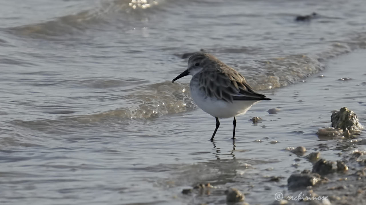 Little stint