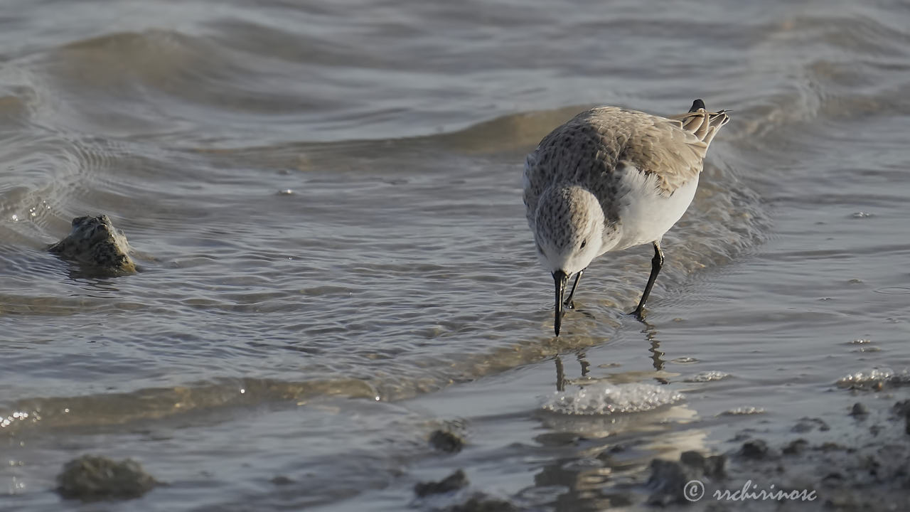 Little stint