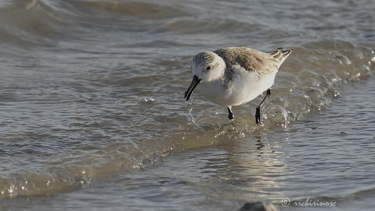 Little stint