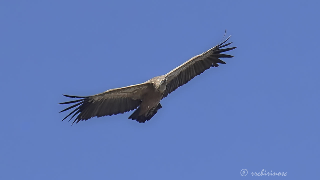 Eurasian griffon vulture