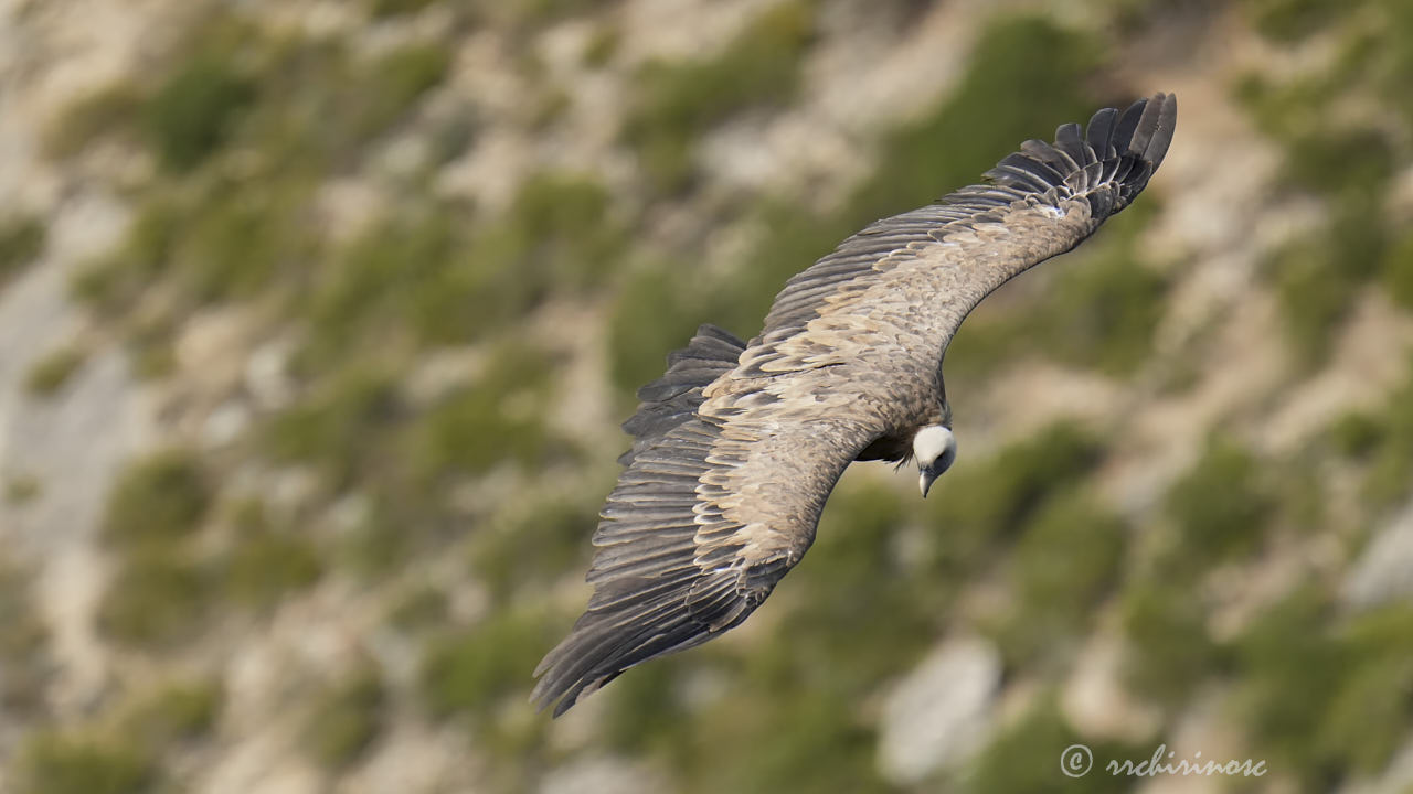 Eurasian griffon vulture