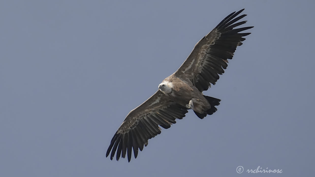 Eurasian griffon vulture