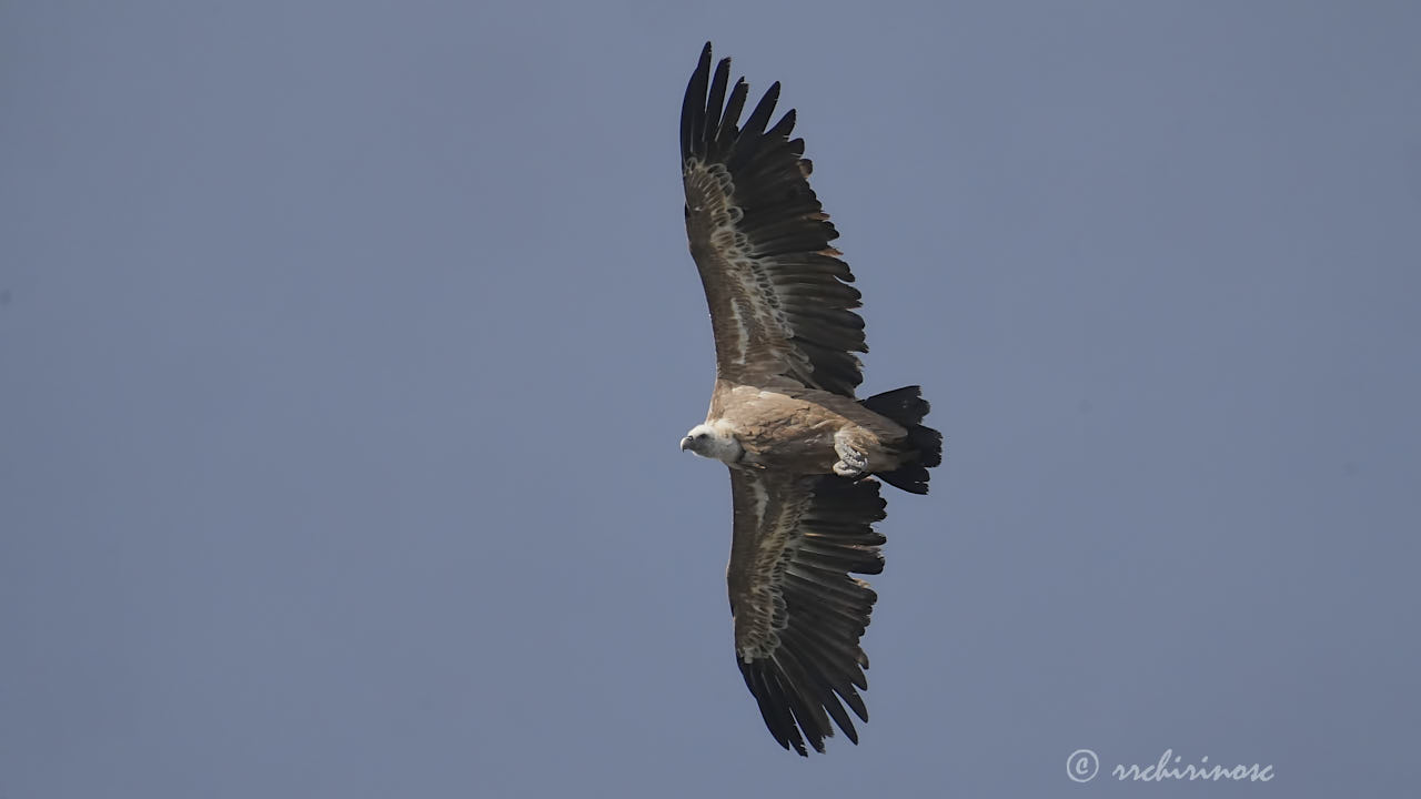 Eurasian griffon vulture