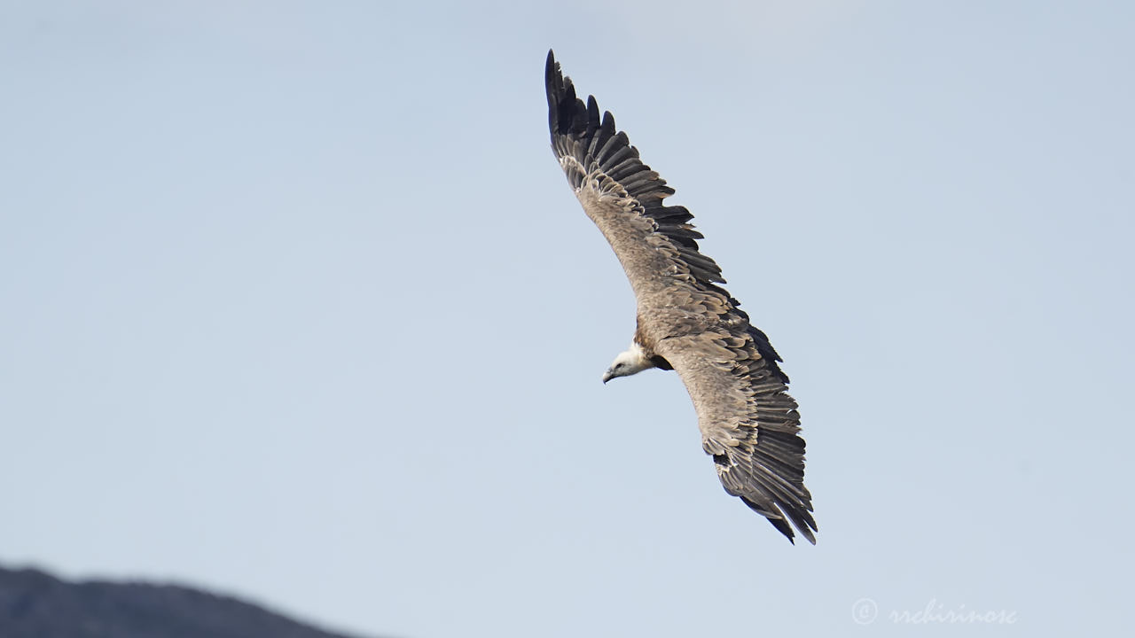 Eurasian griffon vulture