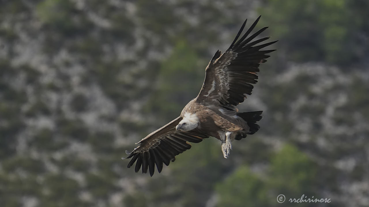 Eurasian griffon vulture