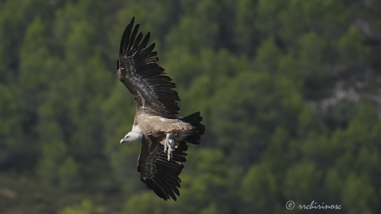 Eurasian griffon vulture