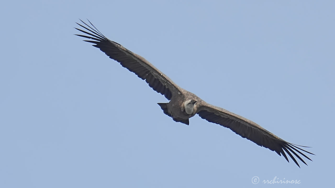 Eurasian griffon vulture