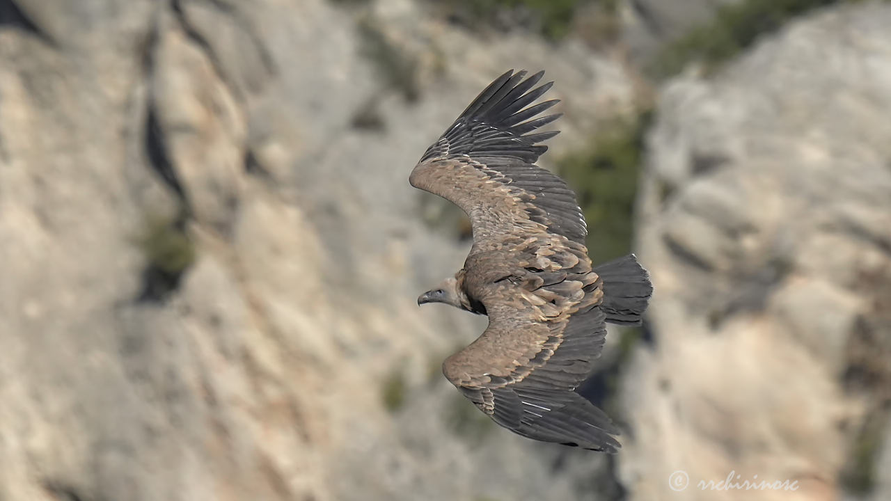 Eurasian griffon vulture