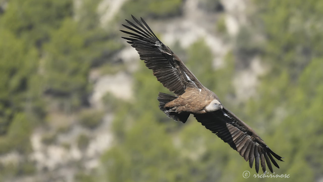 Eurasian griffon vulture