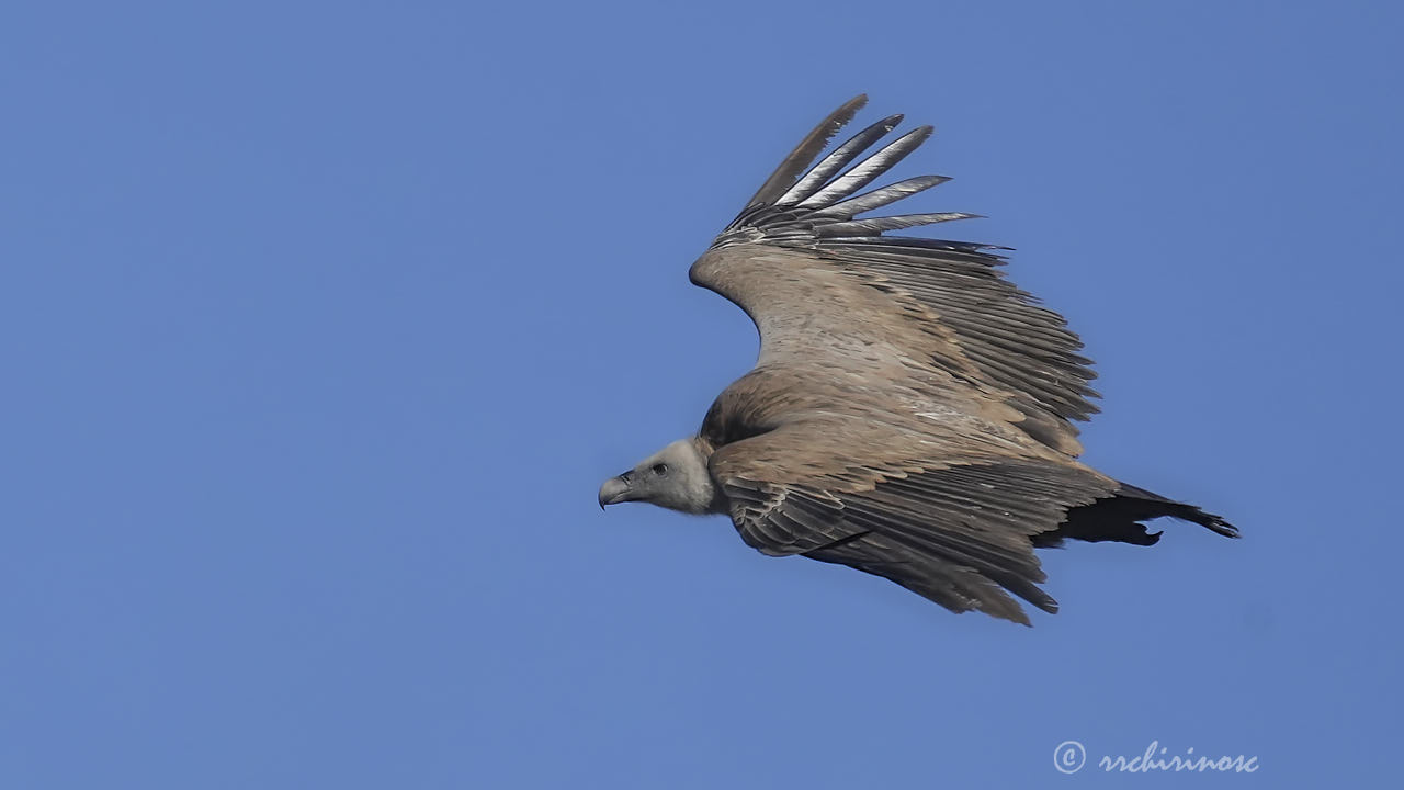 Eurasian griffon vulture