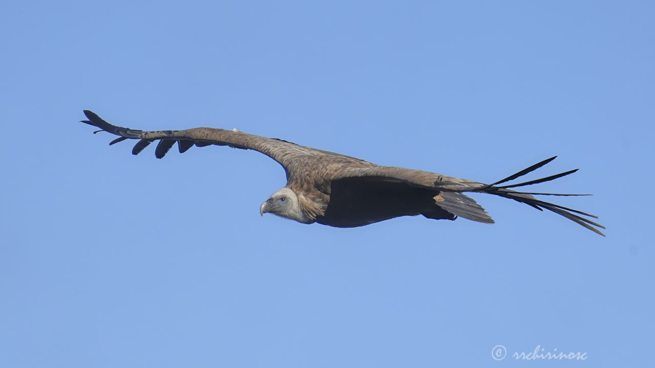 Eurasian griffon vulture