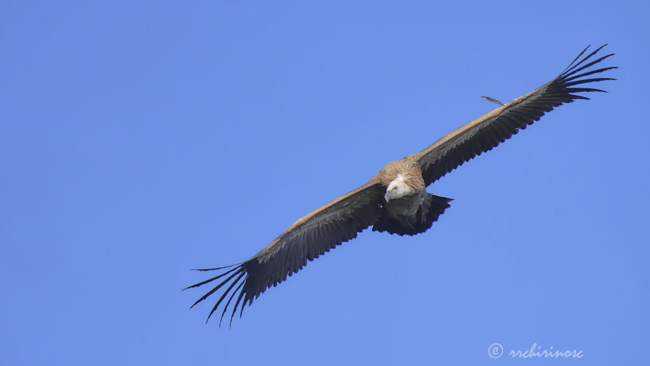 Eurasian griffon vulture