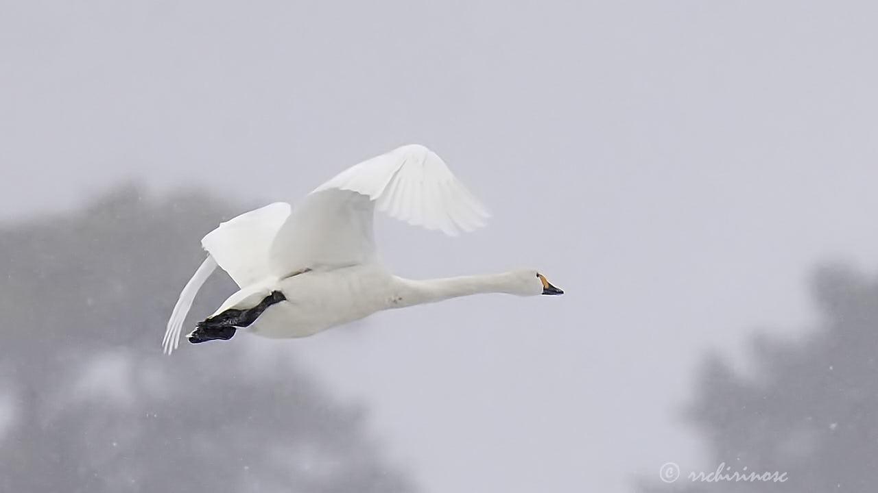 Tundra swan