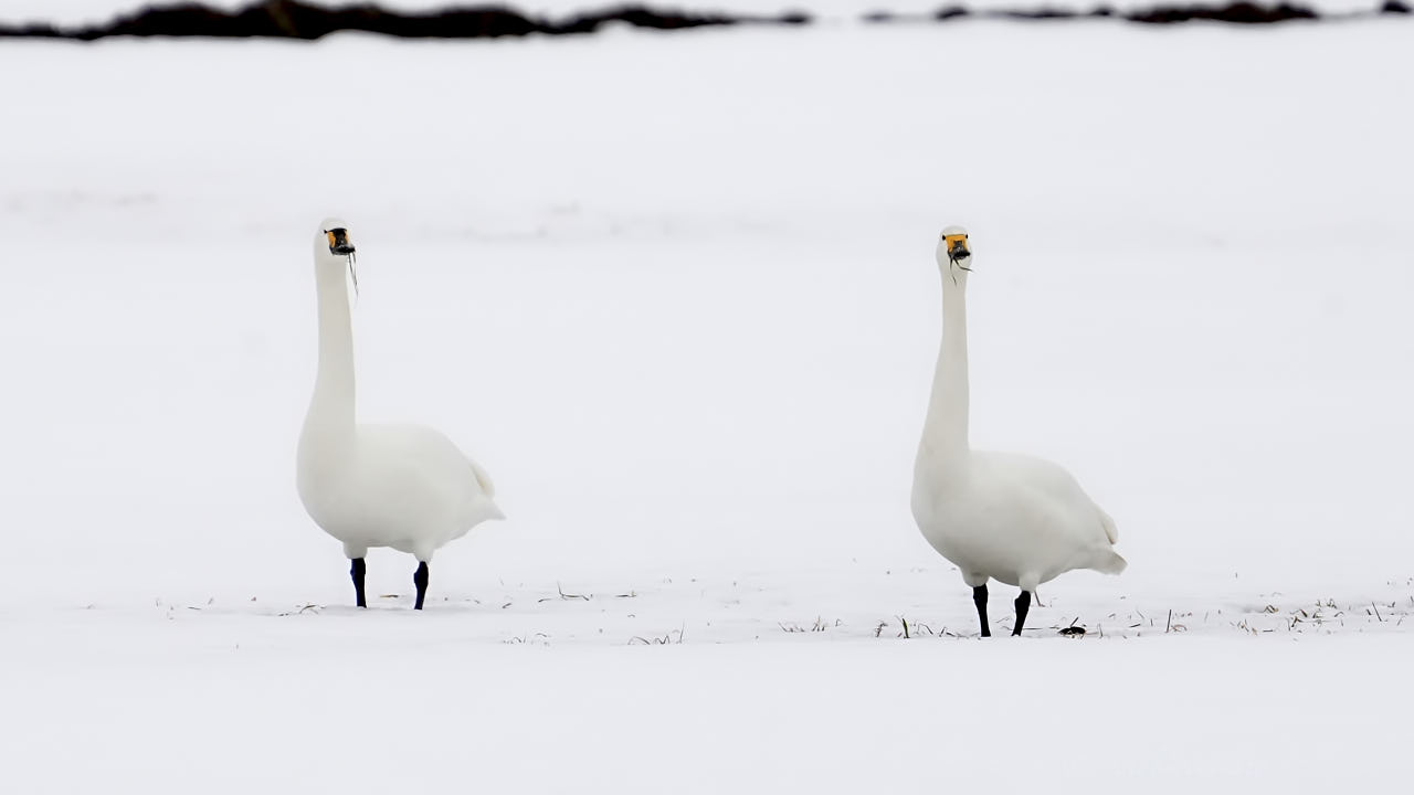 Tundra swan