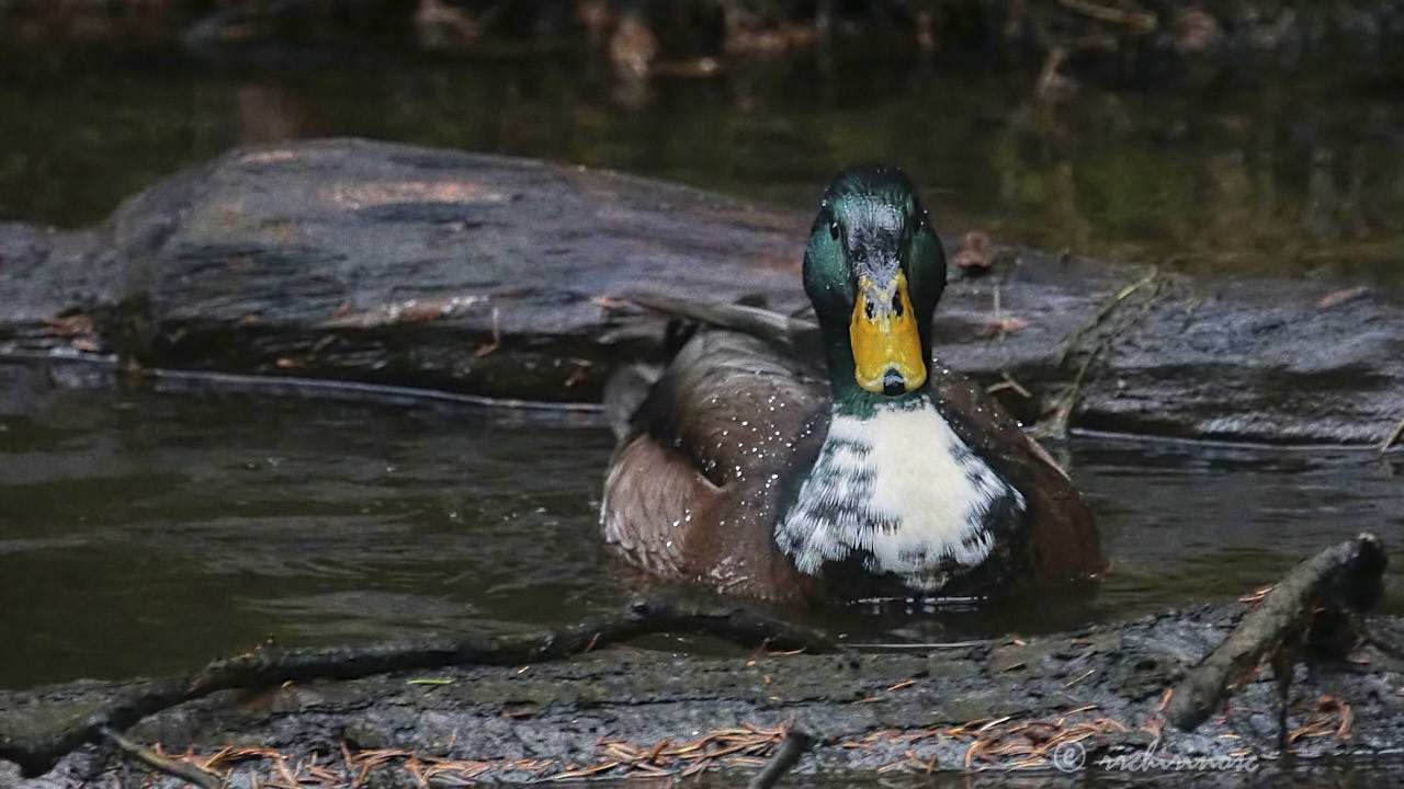 Manky mallard