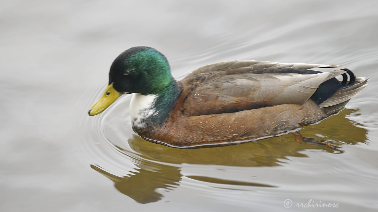 Manky mallard