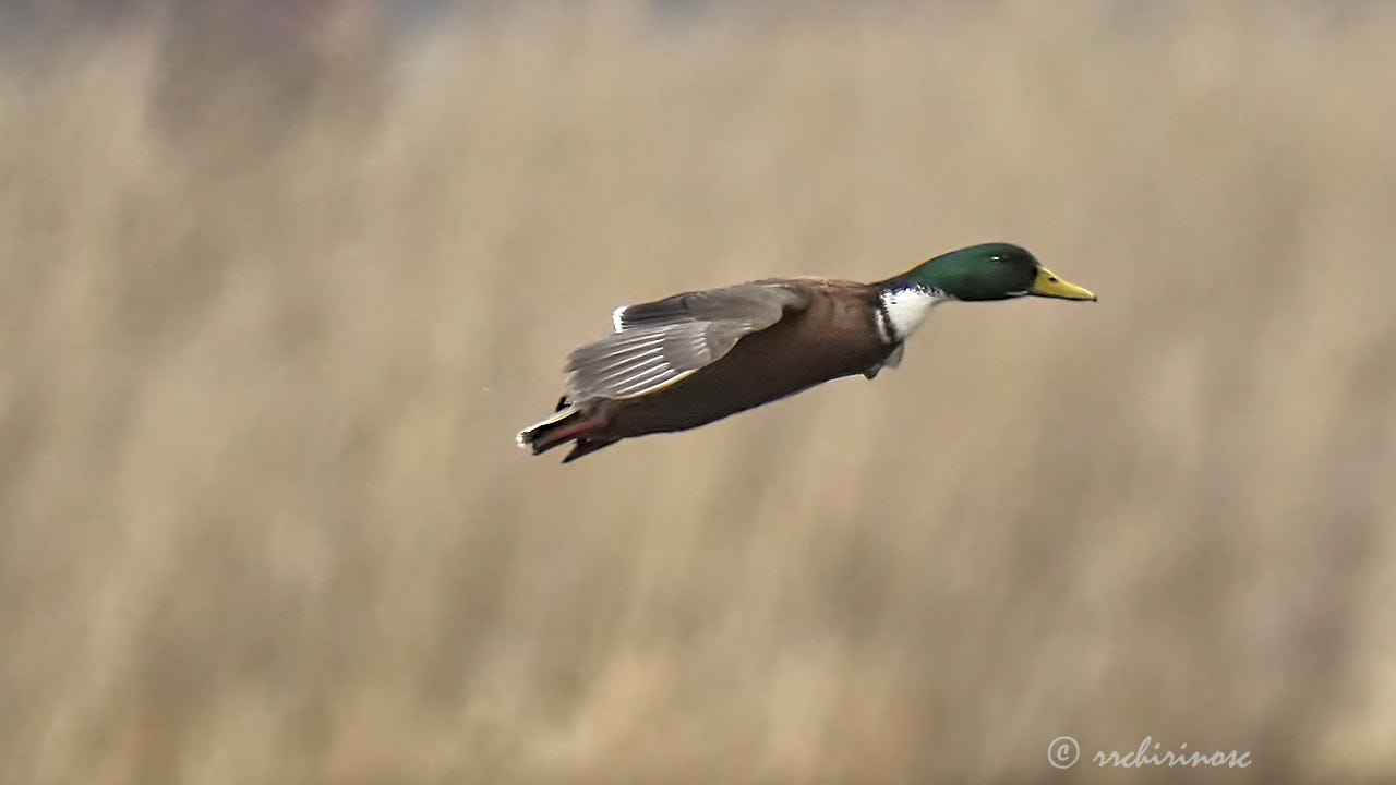 Manky mallard