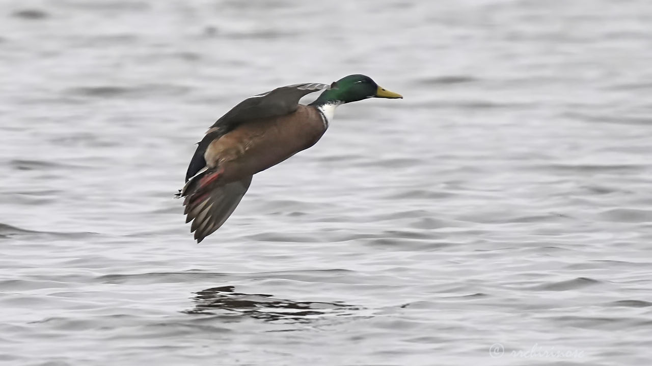 Manky mallard