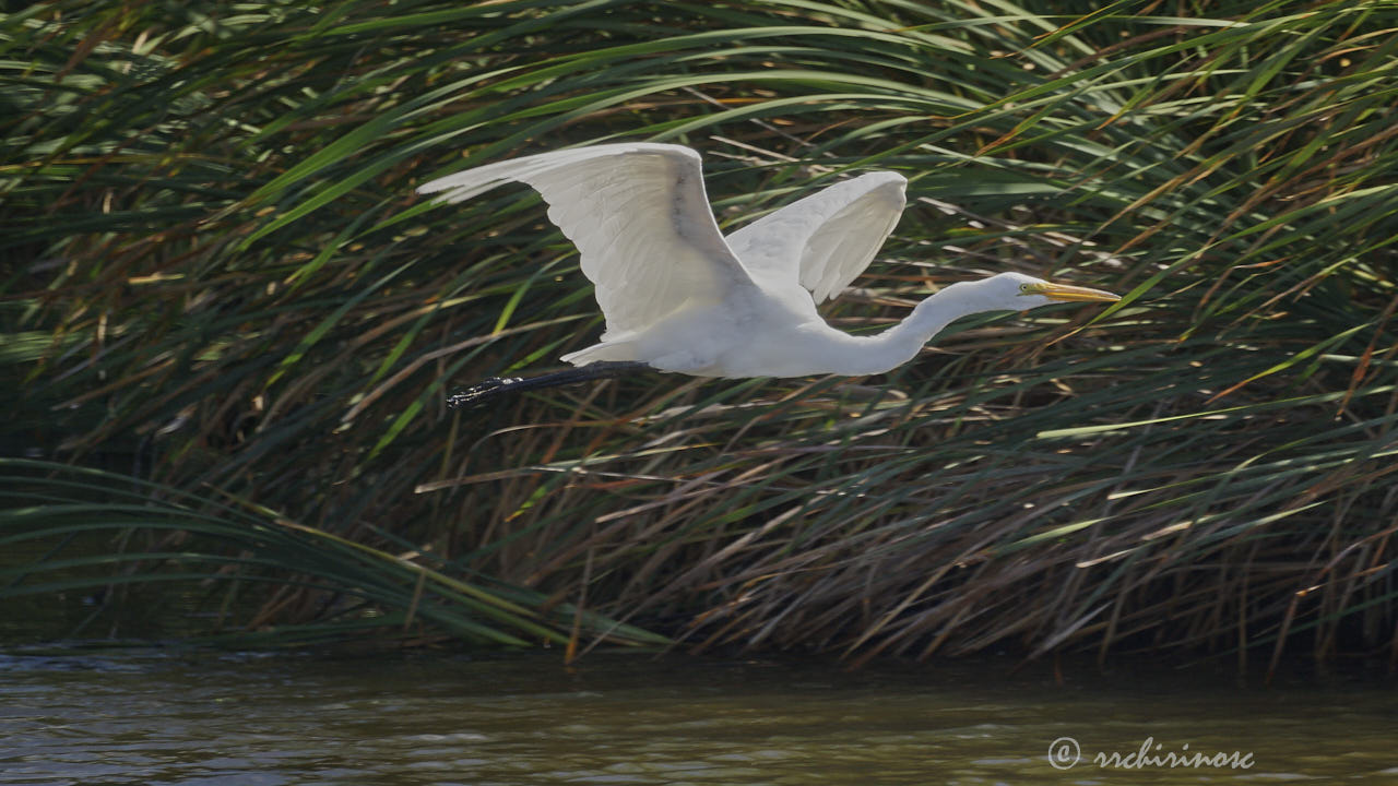 Great egret