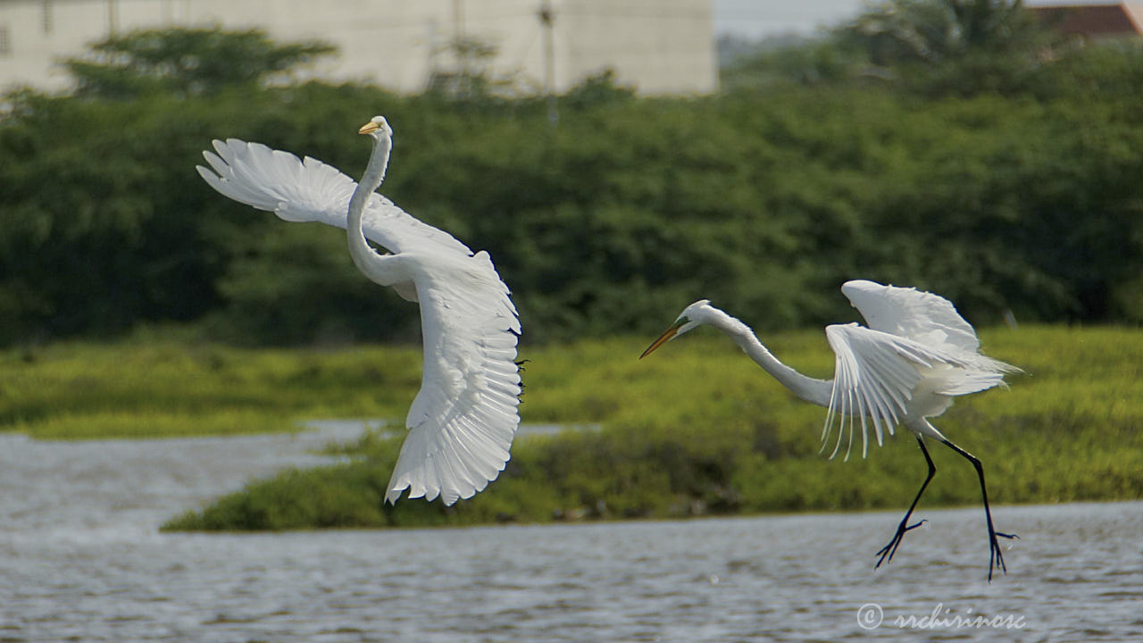 Great egret