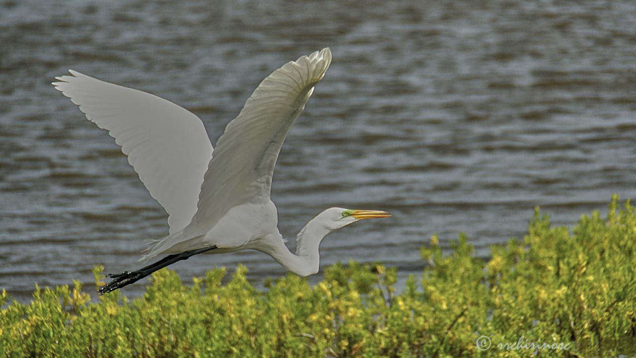 Great egret