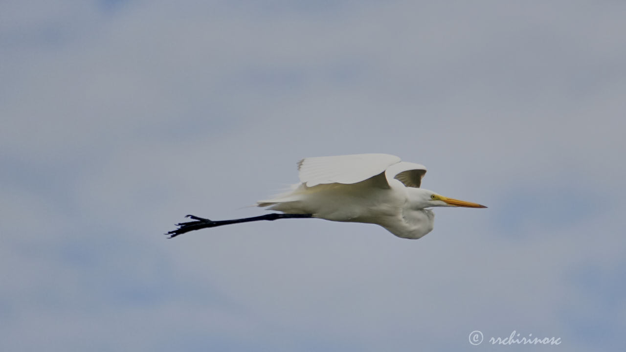 Great egret