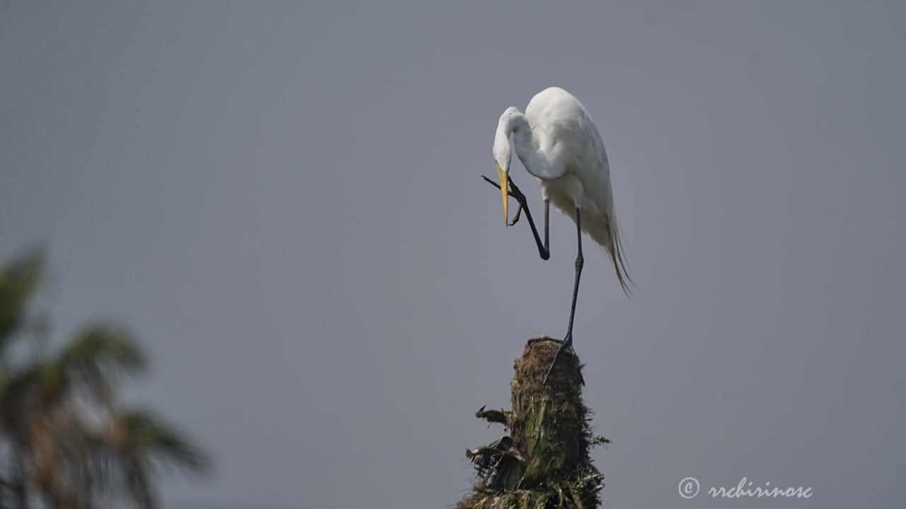 Great egret