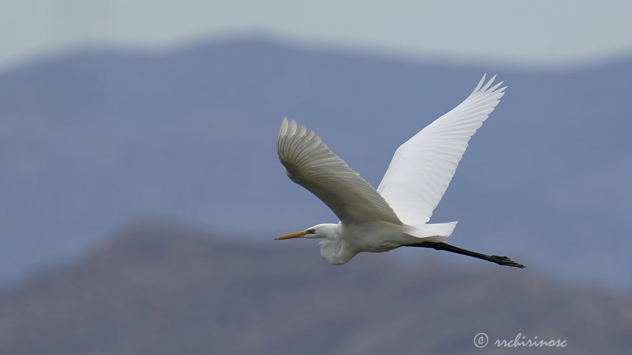 Great egret